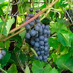 купить виноград для Подмосковья